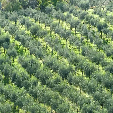 In Umbria Near Montefalco Winery Giano dellʼUmbria
