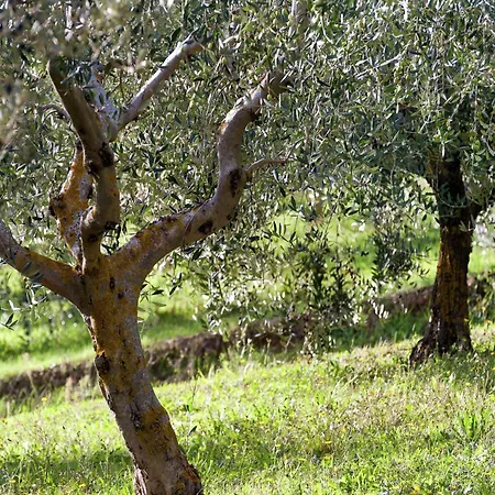 In Umbria Near Montefalco Winery Giano dellʼUmbria